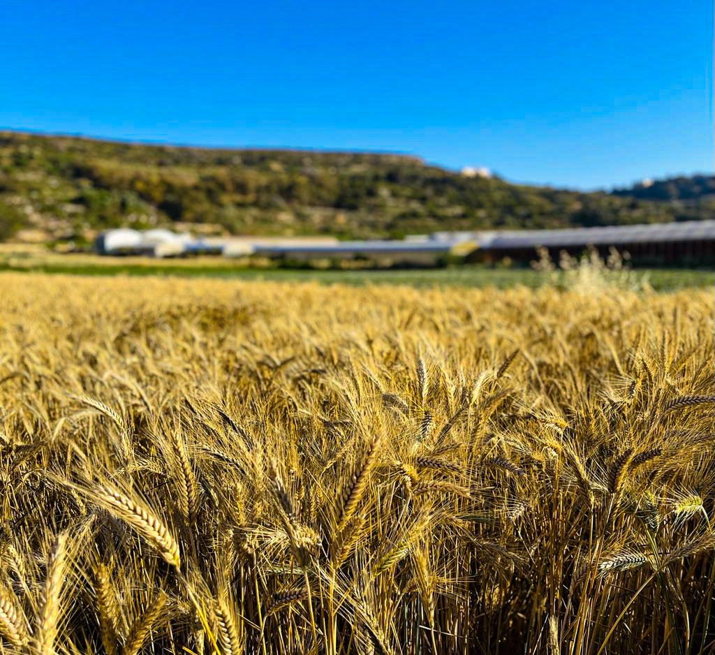 COOPERATION BETWEEN FARMERS FOR CIRCULARITY IN AGRICULTURE.
